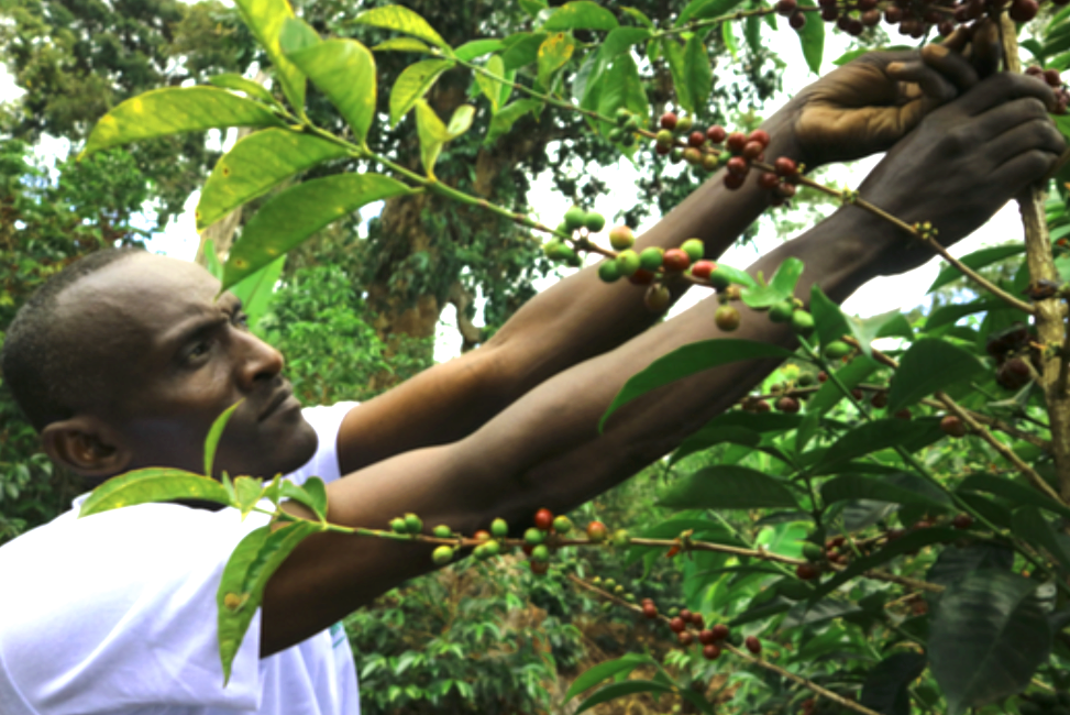 Ethiopia Shoondhisa is rare, aromatic, light and highly drinkable