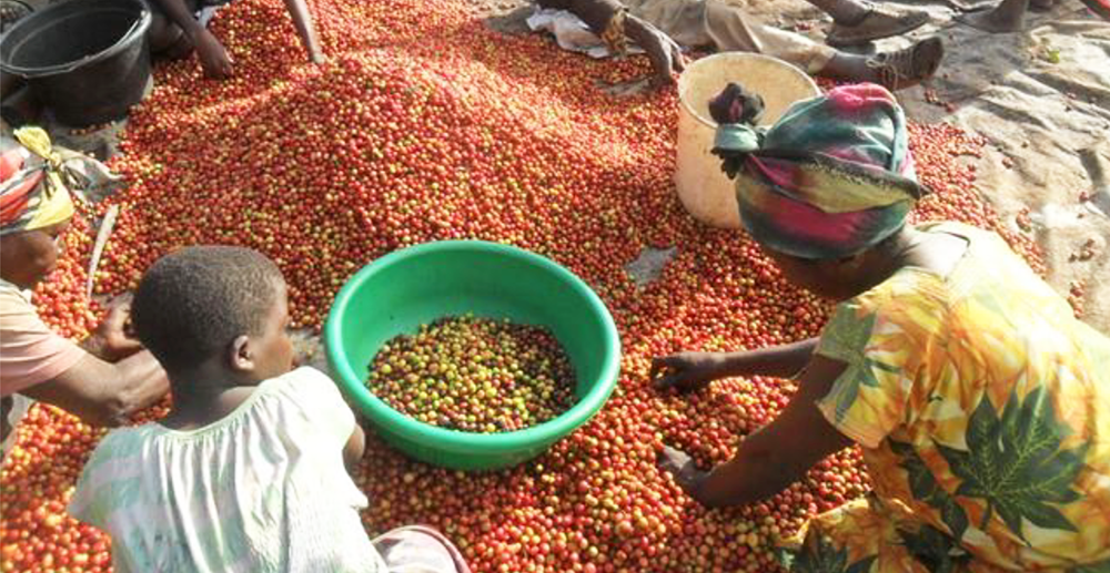 Discovering coffee from the Democratic Republic of Congo