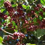 Kenya - Kangunyu Coffee Factory - Natural Process