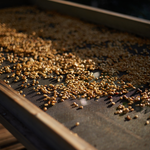 Kenya - Kangunyu Coffee Factory - Natural Process