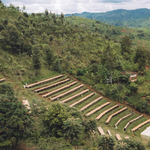 Burundi - Bumba Hill - Honey Process