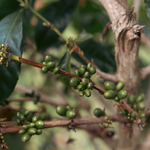 Colombia – Luis Felipe Leguizamo – Washed Process