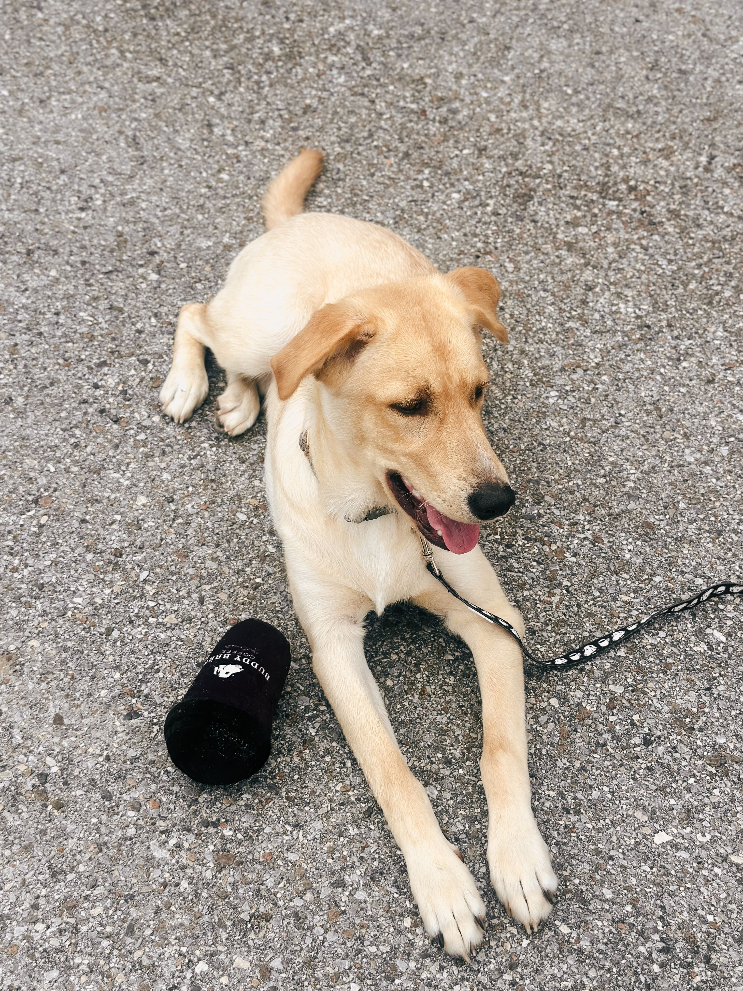 Buddy Brew Coffee Cup Dog Toy