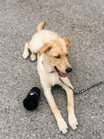 Buddy Brew Coffee Cup Dog Toy