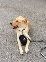 Buddy Brew Coffee Cup Dog Toy