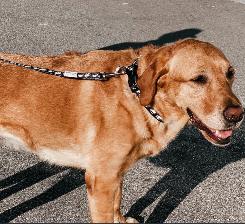 Dog Collar