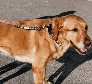 Dog Collar