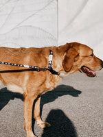 Dog Leash