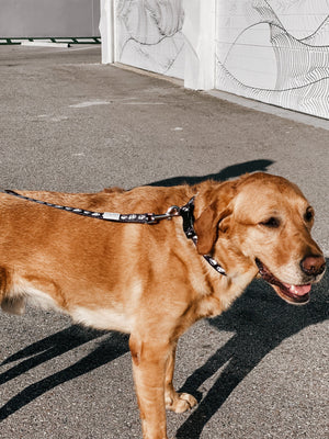 Dog Leash