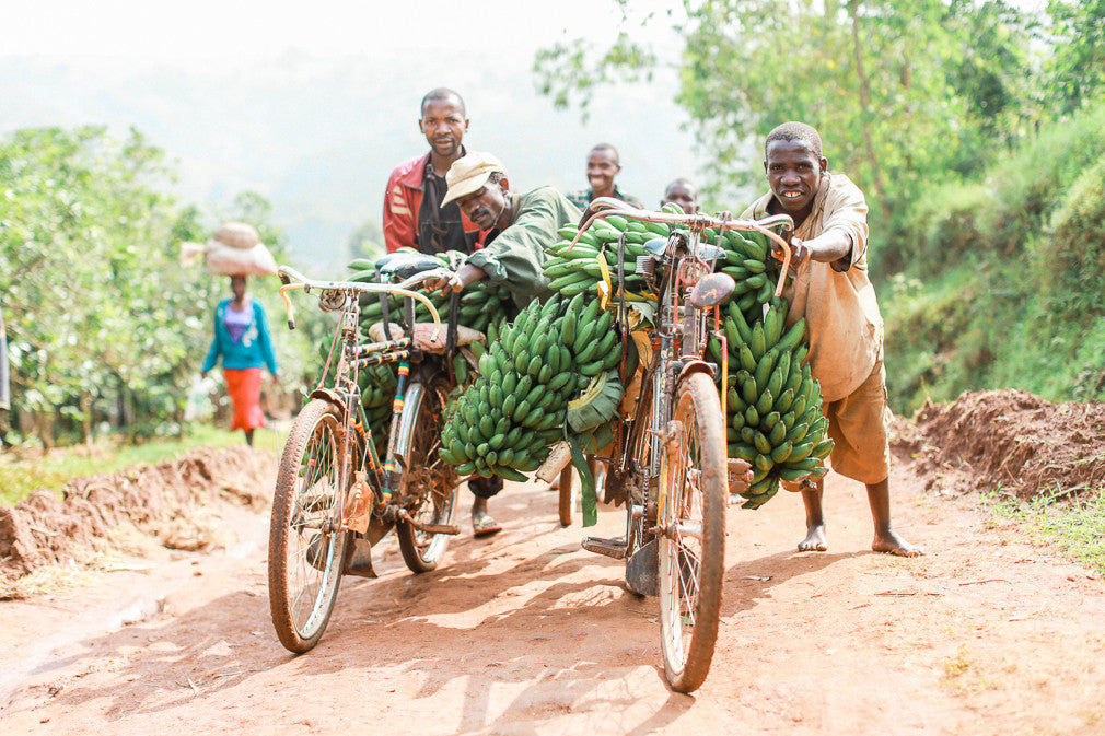 Rainforest Roast - Kibira Forest Reforestation Project