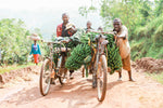Rainforest Roast - Kibira Forest Reforestation Project