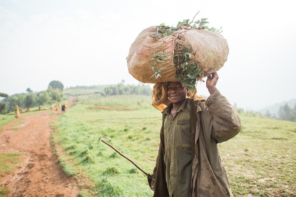 Rainforest Roast - Kibira Forest Reforestation Project
