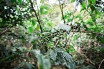 Rainforest Roast - Kibira Forest Reforestation Project