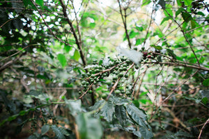 Rainforest Roast - Kibira Forest Reforestation Project