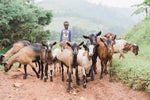 Rainforest Roast - Kibira Forest Reforestation Project