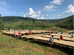 Rwanda - Gihanga Project - Washed Process