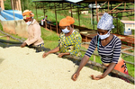 Rwanda - Gihanga Project - Washed Process