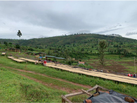 Rwanda - Gihanga Project - Washed Process