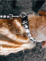 Dog Leash